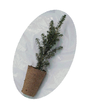 White Spruce Seedling in Biodegradeable pot