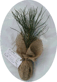 White Spruce in burlap