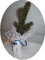 White Spruce in lace
