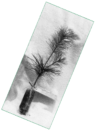 Picture shows a White Pine